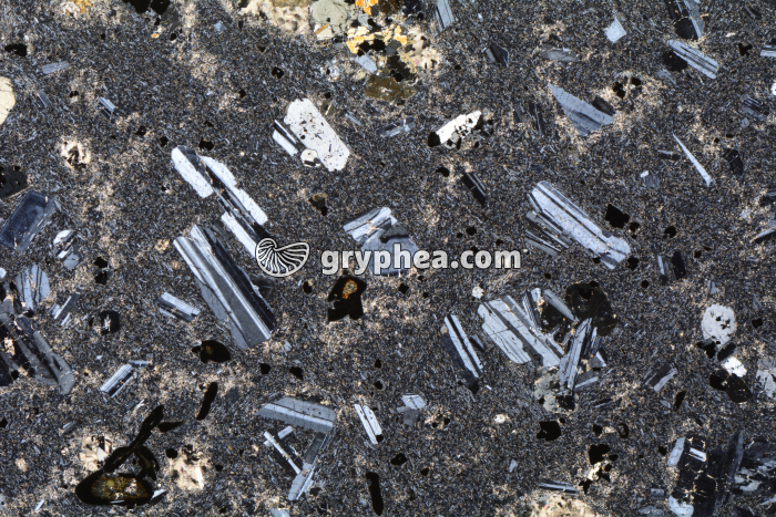 Trachyte LPA x3,5 - gryphea.com